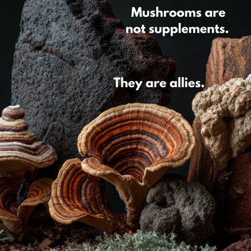 Why Mushrooms Are Allies, Not Supplements