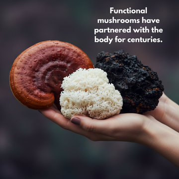 Why Functional Mushrooms Work With the Body