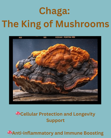Chaga: The King of Mushrooms