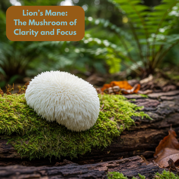 Lion’s Mane: The Mushroom of Clarity and Focus
