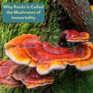 Why Reishi Is Called the Mushroom of Immortality